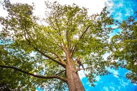 Best Tree and Shrub Care  in Lincoln Rk, PA