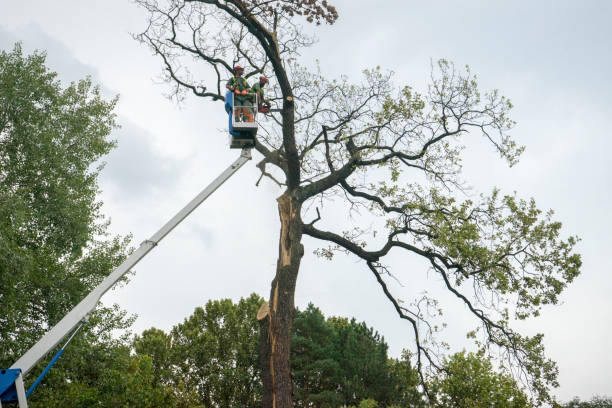 Best Tree Preservation Services  in Lincoln Rk, PA