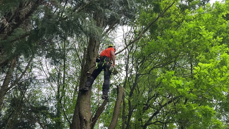 Best Tree Mulching  in Lincoln Rk, PA