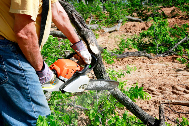 Lincoln Park, PA Tree Care Services Company